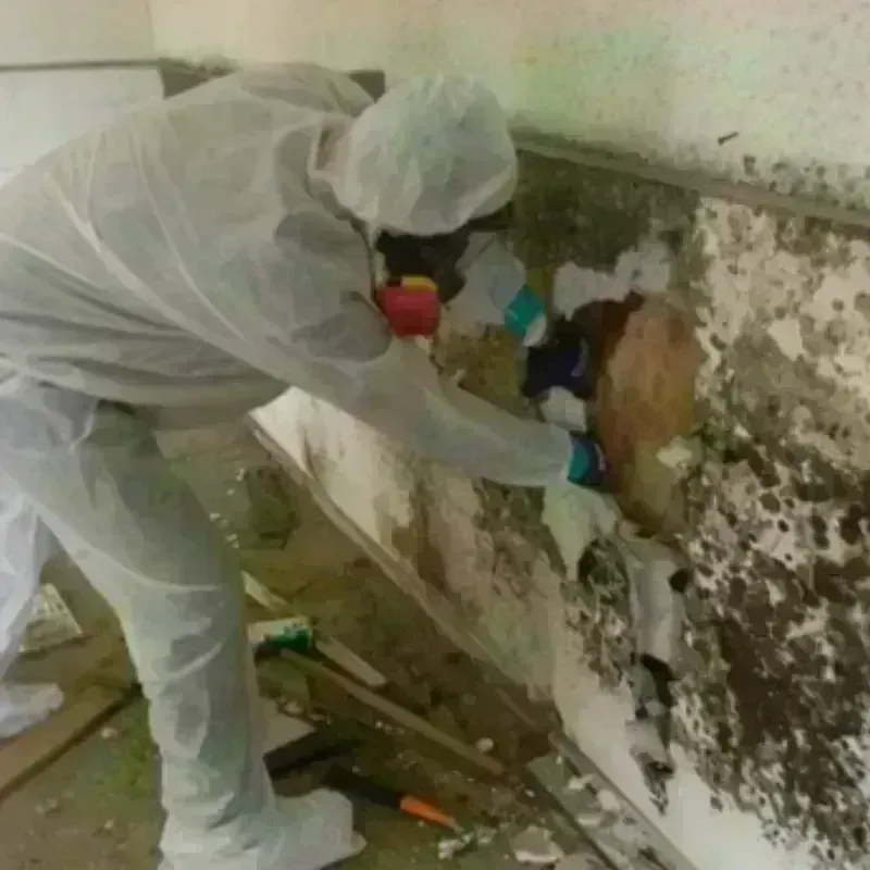 Mold Remediation and Removal in Park Forest, IL